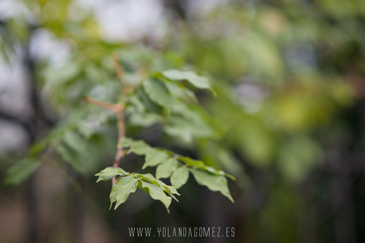 YGM_2640-BLOG